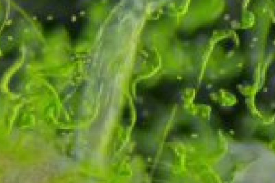 Коловратка не так проста, как кажется