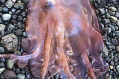 В Швеции выловили очень редкого осьминога с семью руками В конце октября рыбаки в проливе Скагеррак случайно поймали семирукую особь вида Haliphron atlanticus