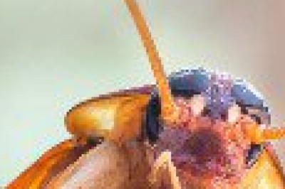 Тараканы могут пережить ядерный апокалипсис