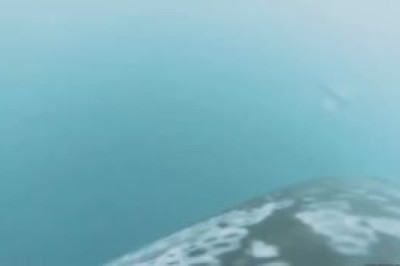 Биологи обнаружили редкий союз северных косаток и тихоокеанских белобоких дельфинов, совместно охотящихся на лосось чавычу у побережья Британской Колумбии