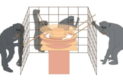 Шимпанзе оказались дальновиднее людей в управлении ресурсами
