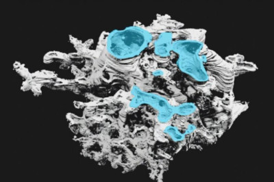 Ученые открыли гигантский доисторический организм, вымерший 400 млн лет назад