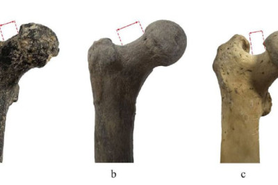 Первый предок человека мог появиться на Балканах