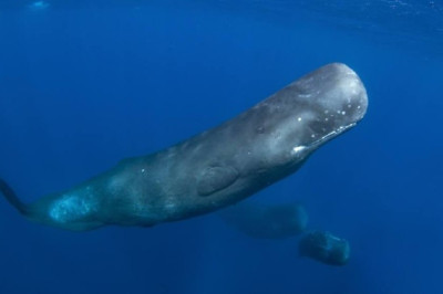 Как у людей: в щелчках кашалотов обнаружили закономерности, похожие на человеческую речь